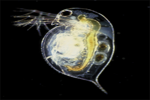 How Pesticides Affect Reproduction of Aquatic Organisms